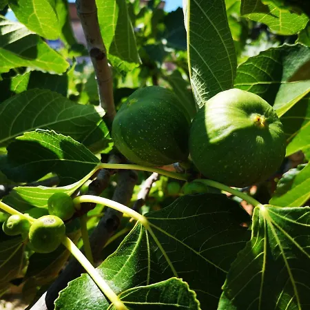 Centurio Апартаменты Пула