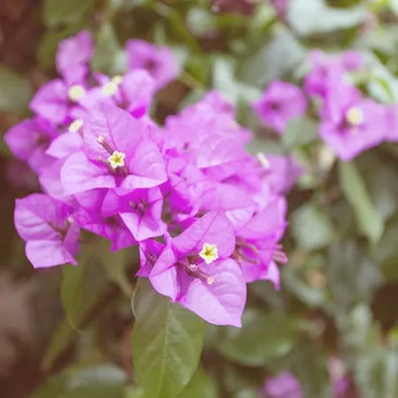 Апартаменты Centurio Пула