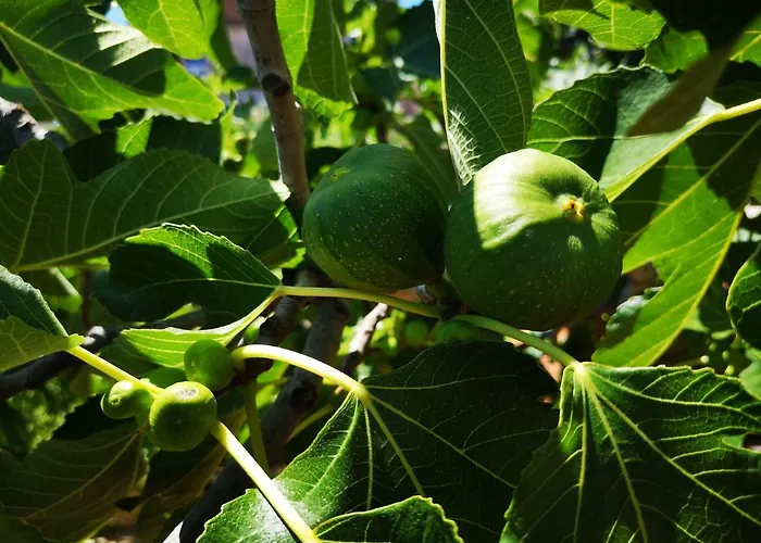 Centurio Διαμέρισμα Πούλα