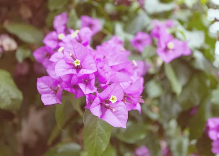 Διαμέρισμα Centurio Πούλα